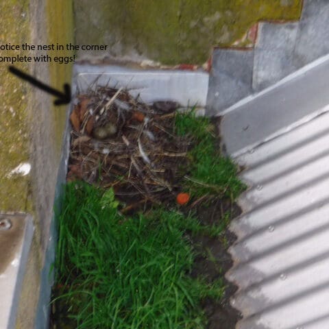 A birds nest sits on a pile of grassy soil inside a roof gutter